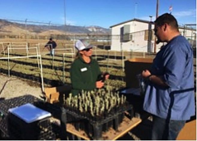 Shannon Swim, Institute for Applied Ecology, works with a NDOC inmate at Warm Springs Correctional Center in Carson City, to package sagebrush for eventual planting in Nevada wilderness areas.