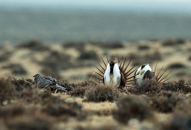 FILE - This April 10, 2014, file photo shows a male sage grouse trying to impress a group of hens, at left, near the base of the Rattlesnake Range in southwest Natrona County, Wyo. The Interior Department, Idaho and Wyoming are appealing a court ruling that halted a Trump administration plan to ease land-use restrictions in seven Western states that protect struggling sage grouse, according to the notices filed Monday, Dec. 16, 2019. (Alan Rogers /The Casper Star-Tribune via AP, File)