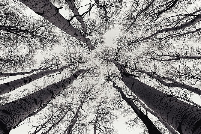Wide angle black and white skyward view of leafless Aspen tree grove in late Fall season along the Alpine Loop in Northern Utah, USA.  Image taken October 2016.
