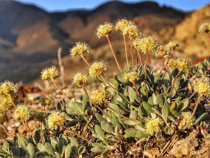 This June 1, 2019, photo provided by the Center for Biological Diversity, shows the rare desert wildflower Tiehm&#039;s buckwheat in the Silver Peak Range about 120 miles southeast of Reno, Nev. An Australian mining company has agreed to a moratorium on new activities at a planned lithium mine in Nevada in exchange for conservationists dropping a lawsuit to protect a rare desert wildflower they say doesn&#039;t exist anywhere else in the world. (Patrick Donnelly/Center for Biological Diversity via AP)