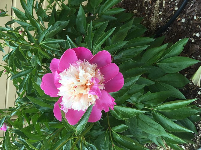 Peonies are an example of a rhizome.
