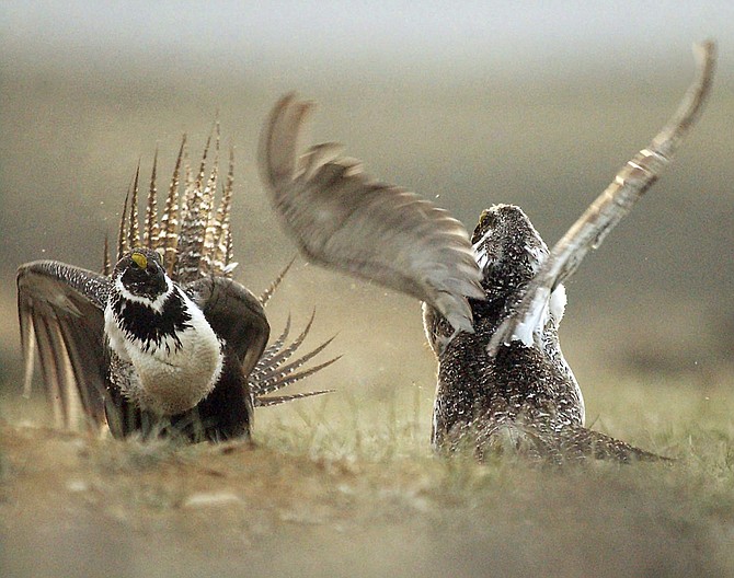 FILE - In this May 9, 2008, file photo, male sage grouses fight for the attention of females southwest of Rawlins, Wyo. A federal judge has cancelled more than $125 million worth of oil and gas leases that were sold on public lands inhabited by the declining bird species greater sage grouse. The ruling Thursday, Feb. 27, 2020, said the Trump administration illegally curtailed public comment on the sales. (Jerret Raffety/The Rawlins Daily Times via AP, File)