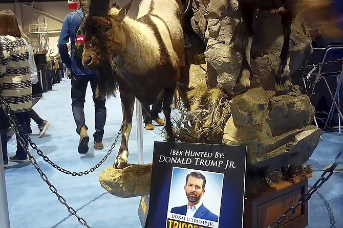 This image from video provided by the Humane Society of the United States shows taxidermy at the Safari Club International&#039;s 2020 annual convention, that was held Feb. 5-8, 2020, in Reno, Nevada. An undercover video recorded by animal welfare activists shows vendors at a recent trophy-hunting convention promoting trips to shoot captive-bred lions in Africa, despite past public assurances by the event&#039;s organizers that so-called canned hunts wouldn&#039;t be sold.  An avid hunter, Donald Trump Jr. was among the featured speakers at the SCI convention last weekend. (Humane Society of the United States via AP)