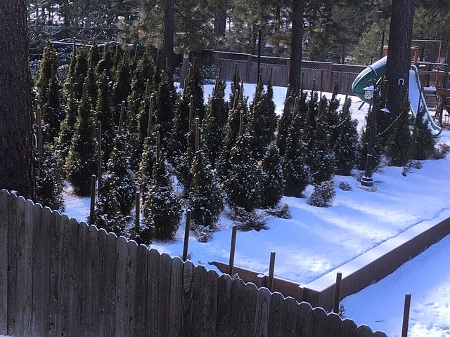 Rows of 8-foot evergreens planted with stakes at this residence in Incline Village appearing to choke the trees demonstrate the need to plant with defensible space in residential areas.