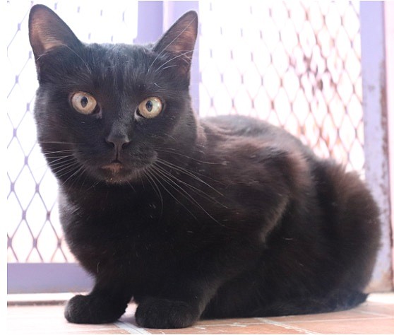 Baby is a lovely black one-year-old domestic short-hair. She was surrendered to CAPS with her kittens. She is looking for that special someone who will take time to be with her and give her love. Black cats are good luck and you could be the lucky person to take her home.
