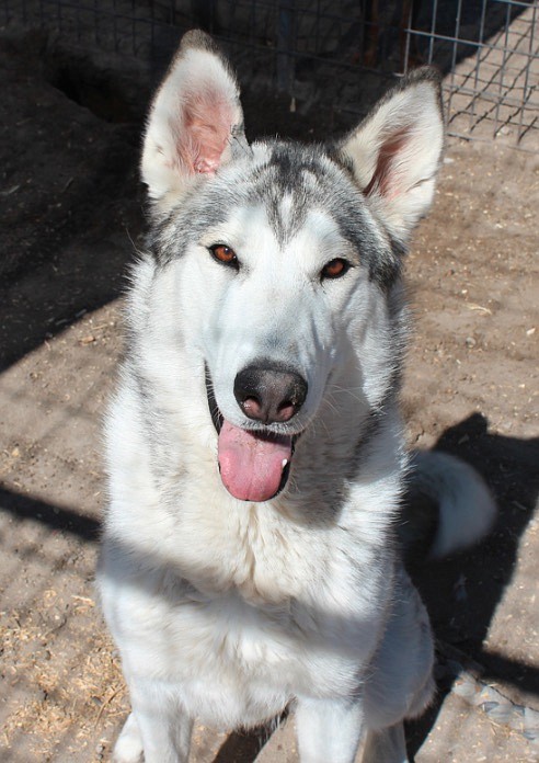 Jade is a gorgeous two-year-old Husky mix. She is a sweet, loving girl who enjoys riding in the car, walking, and being with people. She needs a secure fenced backyard and someone who is active. Come out and take her for a walk.