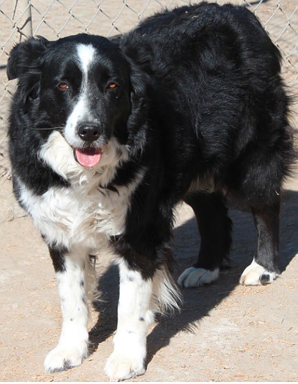 Shelly is
a gorgeous four-year-old Border collie. She is very shy and really sweet.
Shelly loves to walk and is learning to walk on a leash. Her two favorite
things in the world are getting petted and treats. If you are looking for a
gentle soul to be your housemate, Shelly is your girl. Come out for a walk. 