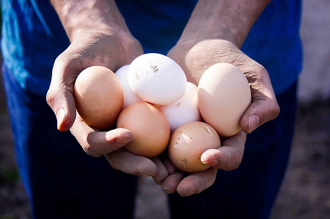 Farmer holding fresh eggs from his own farm