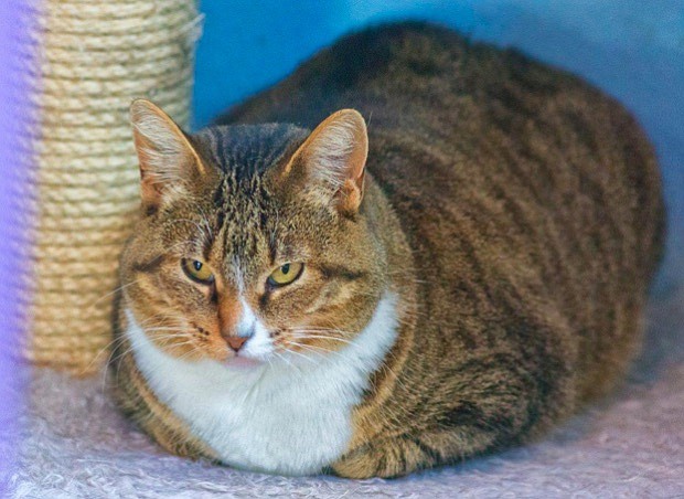 Xena
is a lovely six-year-old domestic short hair gray/brown tabby. She is a bit shy
but will reward the patient person with purrs and pets. Xena loves other cats
and willingly shares her condo. She likes treats and would really like to meet
you to share a treat. 