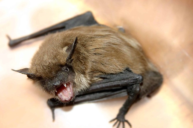 An angry bat looking for someone or something to bite. Nice close-up of fangs.