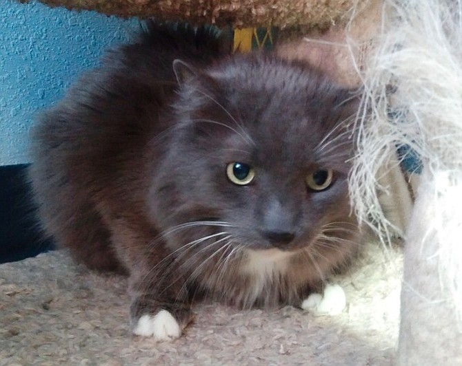 Fluffy is a striking 13-year-old gray/white domestic short hair. She has divine green eyes that sparkle. Her favorite things are being petted, having treats, and being with people. Fluffy is looking for a home where she will be loved and cared for. Come out and meet this adorable girl.