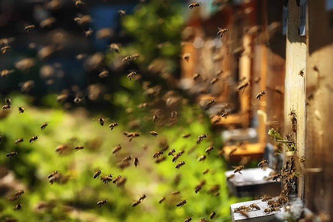 Hives in an apiary with bees flying to the landing boards in a green garden