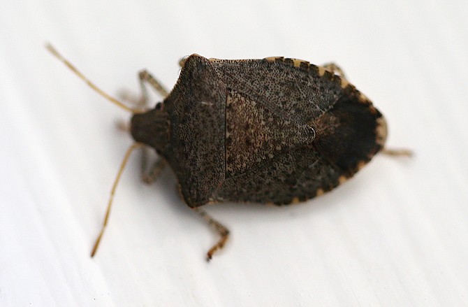 A brown marmorated stink bug.