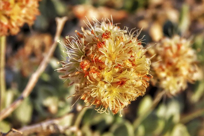 This photo provided by the Center for Biological Diversity shows Tiehm&#039;s buckwheat blooming at Rhyolite Ridge in the Silver Peak Range of Western Nevada on June 1, 2019. A botanist hired by a company planning to mine one of the most promising deposits of lithium in the world believes the rare desert wildflower at the Nevada site should be protected under the Endangered Species Act, a move that could jeopardize the project, new documents show. (Patrick Donnelly/Center for Biological Diversity via AP)
