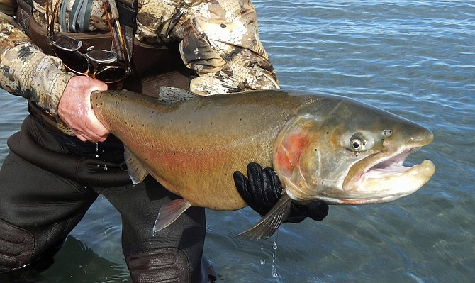 FILE - This 2019 file photo provided by the U.S. Fish and Wildlife Service shows a Lahontan cutthroat trout recently caught at Pyramid Lake, 30 miles northeast of Reno, Nev. A half century after the Lahontan cutthroat trout were added to the endangered species list, a self-sustaining population of the fish is thriving in Summit Lake in northern Nevada. For nearly a decade, members of the Summit Lake Paiute Tribe and scientists at the Global Water Center at the University of Nevada, Reno have studied Summit Lake to understand why Nevada&#039;s endangered state fish are thriving in the small, high-desert, terminal lake. 