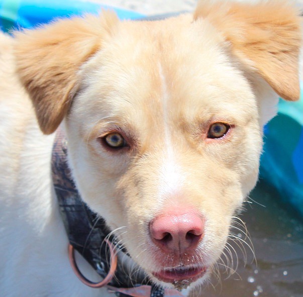 Chewy is a sweet two-year-old Husky mix. He is a bit shy at first, but he warms up quickly. Amazingly, Chewy can jump straight up on all four paws, which is quite a trick! Can you find room in your heart and home for this guy? Come out and witness his amazing trick.