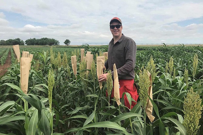 Graduate student John Baggett, with the University of Nevada, Reno College of Agriculture, Biotechnology &#038; Natural Resources, inspects sorghum at a Richardson Seeds field in Texas.