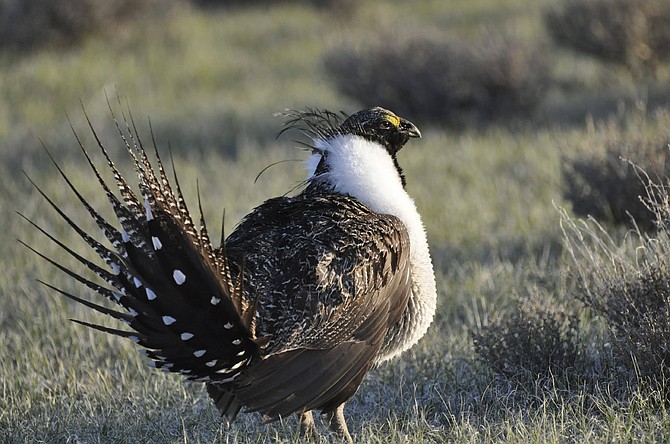 FILE - This March 10, 2010 file photo provided by the U.S. Fish and Wildlife Service shows a bi-state sage grouse in Nevada. Citing the government&#039;s repeated reversals and refusals to protect the cousin of the greater sage grouse the last two decades, conservationists are suing again to try to force the federal listing of the bi-state sage grouse along the California-Nevada line. The Western Watersheds Project, WildEarth Guardians and Center for Biological Diversity filed a lawsuit in U.S. District Court in San Francisco last week against the U.S. Fish and Wildlife Service. It&#039;s the latest move in a legal and regulatory battle that dates to the first petition to list the bird in 2001 under the U.S. Endangered Species Act. 