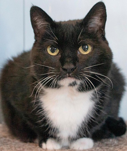 Dot, a beautiful 10-year-old female tuxedo, was born at CAPS. She had found a forever home until recently when her person passed away. Dot is a bit shy, but warms up quickly when given attention. She gets along with cats and dogs. If you have a spot for Dot, come and meet her, she will be thrilled!