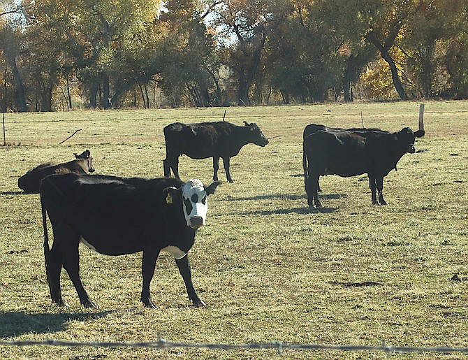 Cattle are being used for microRNA research to determine attributes such as meat quality and human health effects