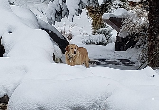 A little bit of dog in a whole lot of snow on Sunday.