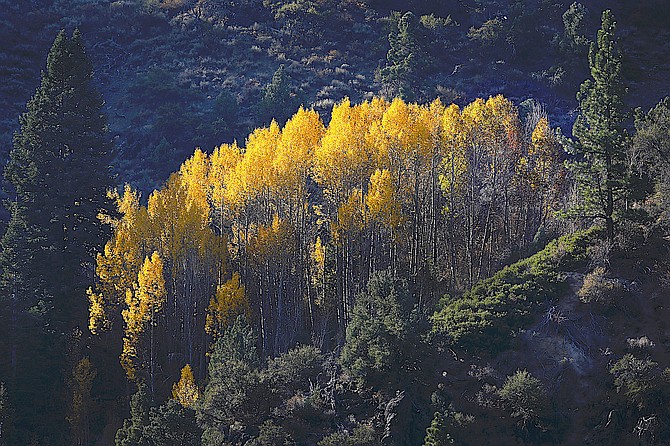The last golden leaves along the East Fork of the Carson River canyon.