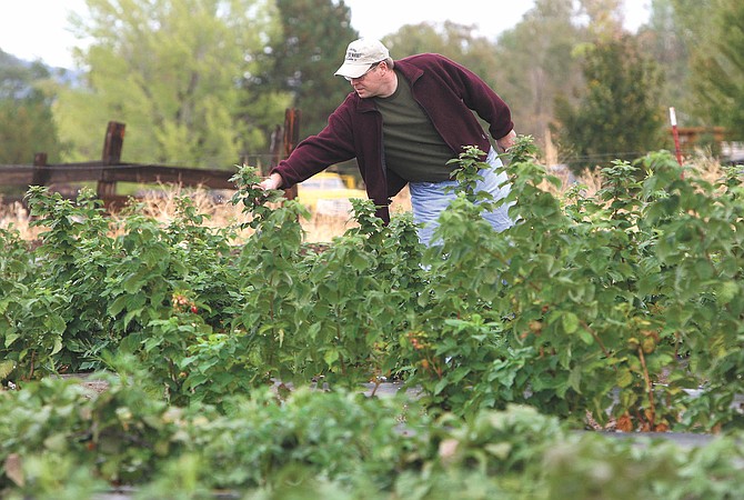 Jim Wheeler of Jacobs Family Berry Farm inspects one of the many varieties of raspberry plants growing on the farm when it first opened in 2010. 