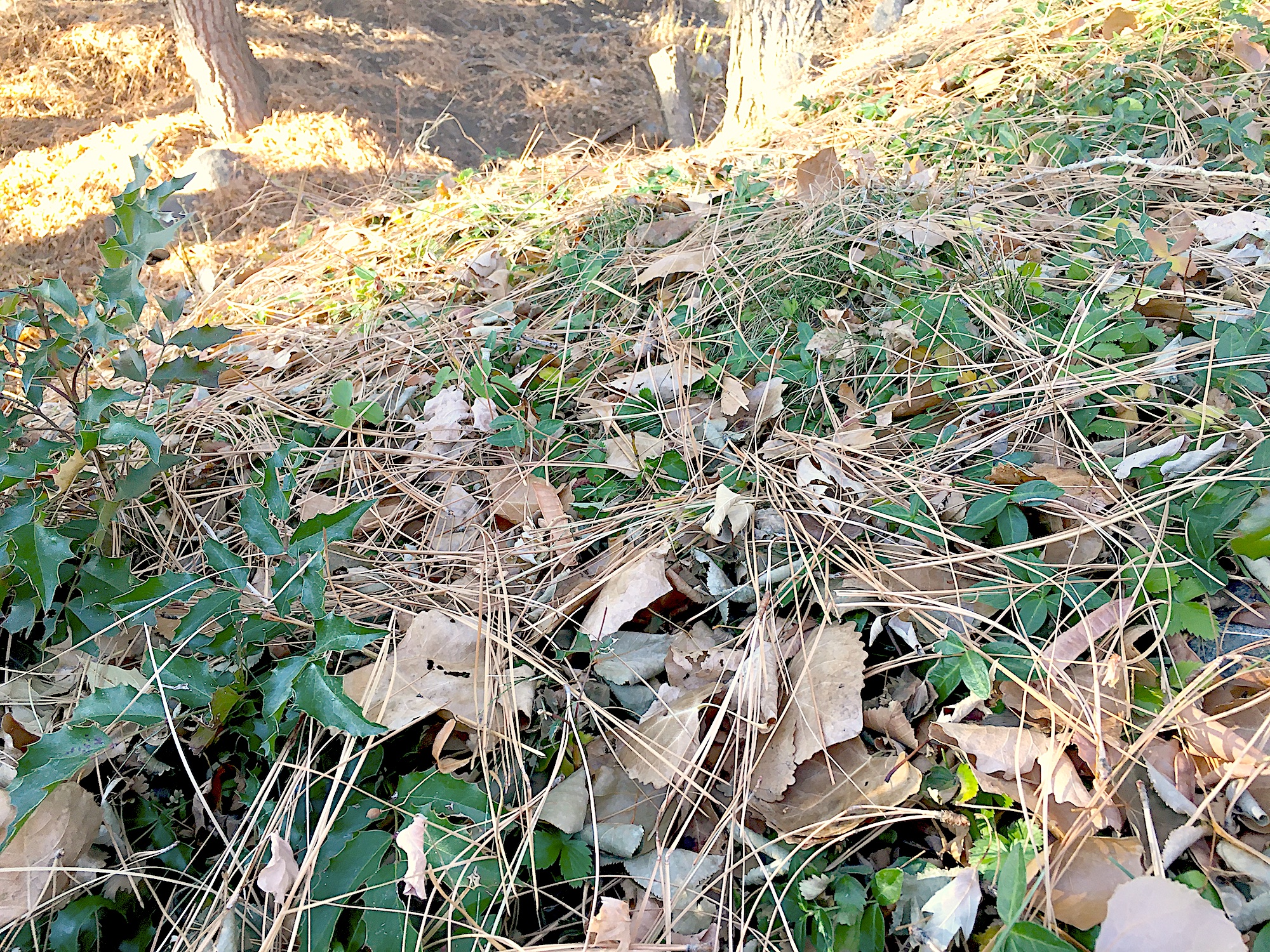 Pine needles and cones can be composted but it's a slow process