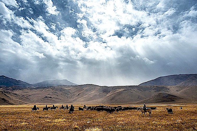 Cowboys round up a herd on the Hunewill Ranch in northern Mono County.
