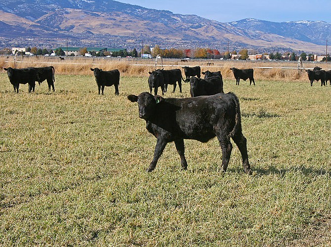 The Main Station Field Lab on the east end of Reno is home to 520 cattle that can be used by faculty for research.