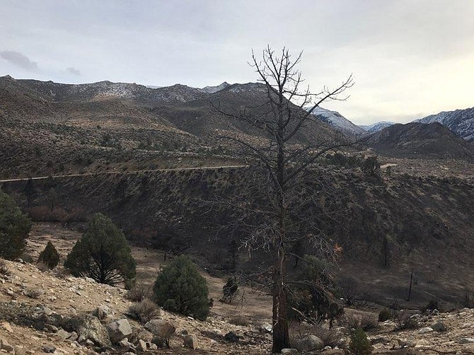 A mountainside that was burned by the Mountain View Fire.