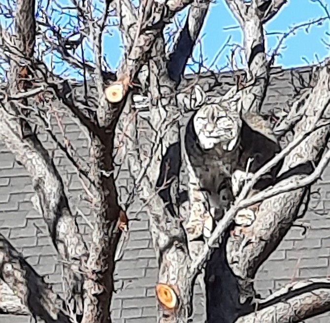 A bobcat enjoys the sun in a Gardnerville Ranchos back yard on Thursday.