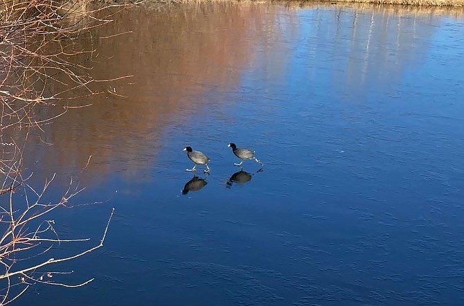 Two mud hens appear to walk on water at Jakes Wetlands in Minden.