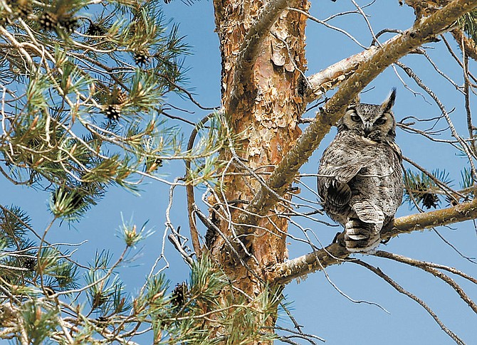 A family of five owls spent a morning in 2009, in the trees in front of Douglas High School.