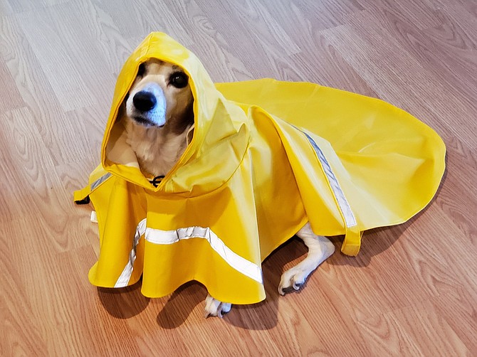Katie, the beagle, modeling the dog raincoat. 