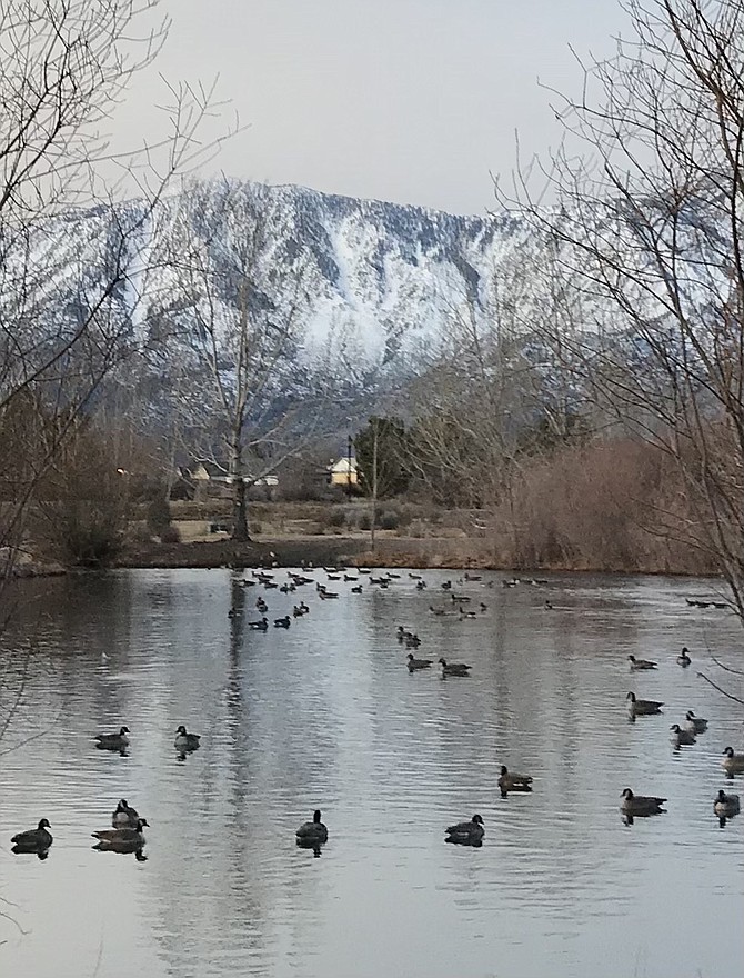 Ducks paddle around Jake&#039;s Wetlands on Monday morning.