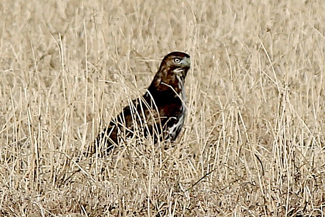 That&#039;s one. A hawk in a field north of Muller Lane may well be counted on Saturday at the annual Audubon Christmas Bird Count.