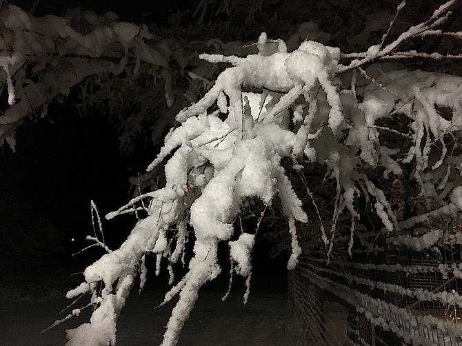A little Sierra cement clings to a branch north of Genoa where 5.25 inches of snow fell on Wednesday morning. 