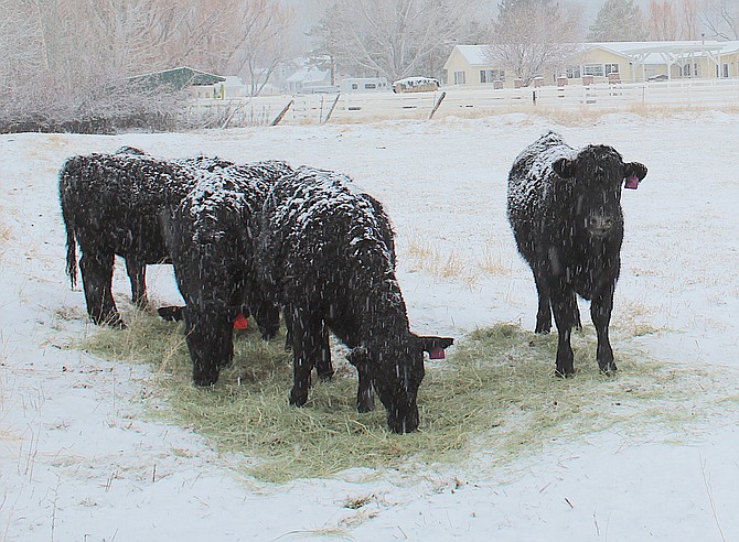 Cows munch on hay after Saturday morning&#039;s snowfall in Genoa.