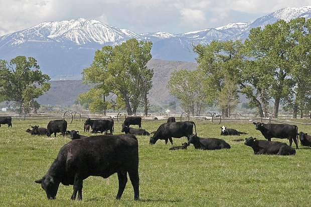 Livestock production constitutes the largest portion of Nevada&#039;s agriculture industry.