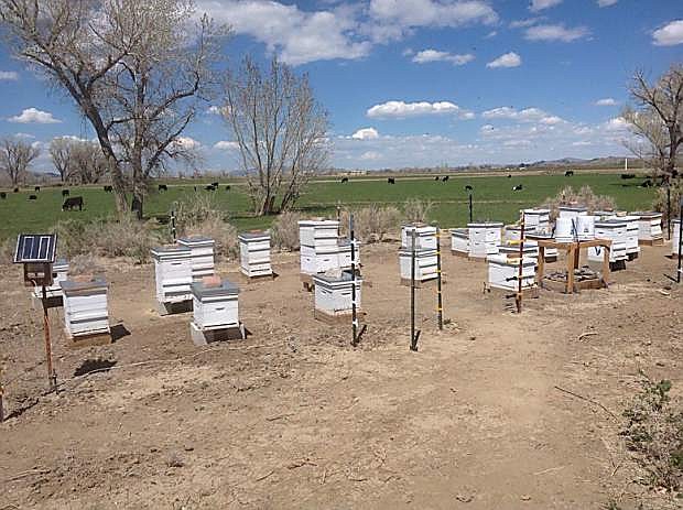 The Yerington apiary of Debbie Gilmore and Andy Joyner produces oney sold under the Hall&#039;s Honey label.