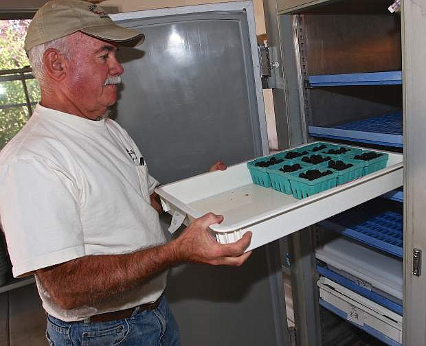 Jacobs Family Berry Farm&#039;s Jack Jacobs pulls fresh blackberries out of the refrigerator Thursday in Gardnerville.