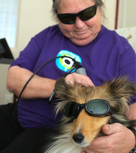 Veterinarian technician Jana Dozet demonstrates laser therapy, a treatment used to help reduce pain, inflammation and speed healing.