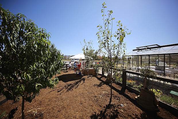 A section of the orchard, the chicken coop, and greenhouse at Esencia Farm during the preparation for a farm-to-fork dinner party. The farm is one of three working communal farms in Rancho Mission Viejo where housing developments are incorporated into the farm.