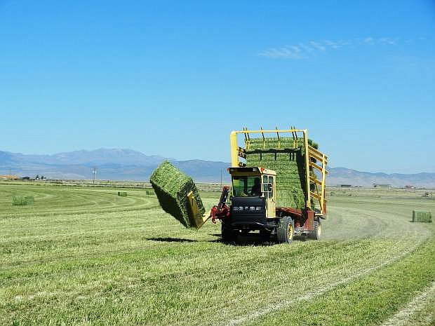 Nevada&#039;s prized alfalfa hay is prized for its high nutrient content.