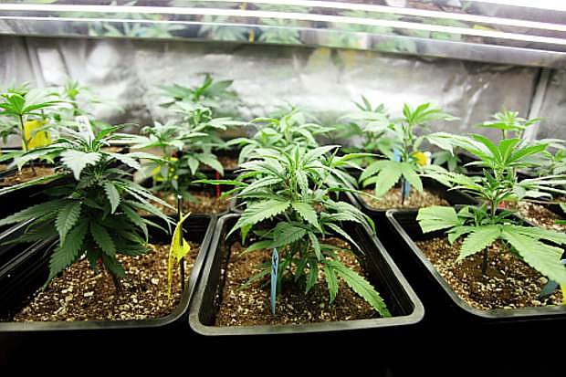 Marijuana seedlings