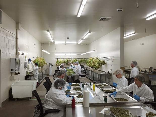 Silver State Trading employees cut and trim medical marijuana at the company&#039;s 40,000 square foot facility in Sparks.