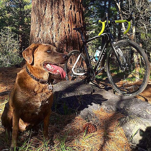Moose takes a break while out on the trail. Northern Nevada offers plenty of recreational activites for man and dog, as well as the potential for outdoor injuries and doctor visits.
