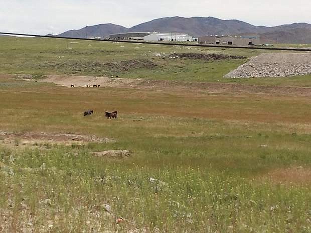 Wild horses graze on the hills and valleys throughout the sprawling Tahoe Reno Industrial Park.