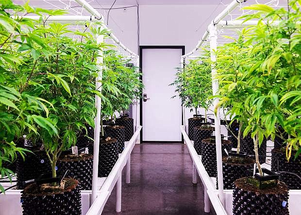 A view inside one of Tahoe Hydroponics grow rooms is seen in this file photo. 